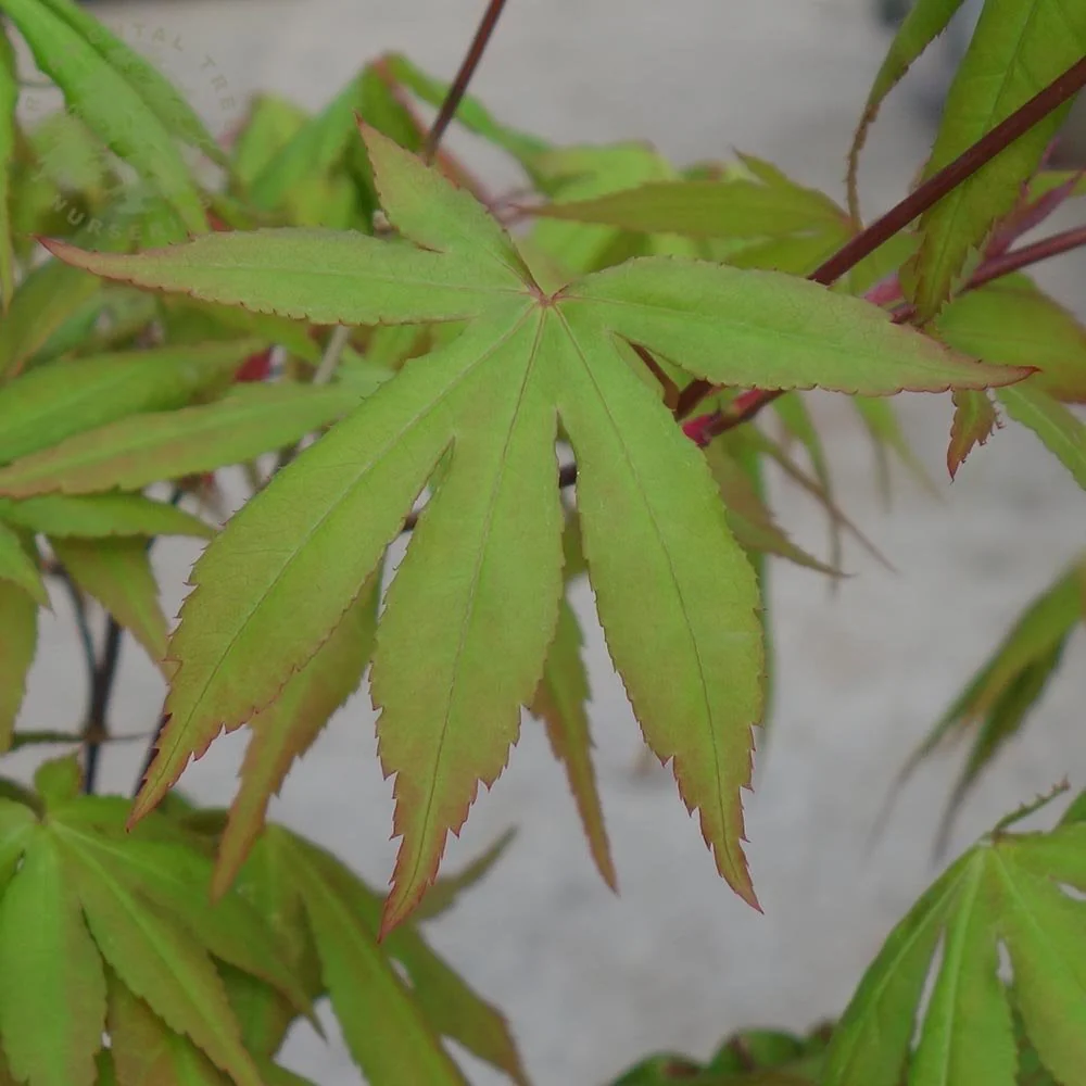 Acer palmatum 'Westonbirt Seedling' Tree