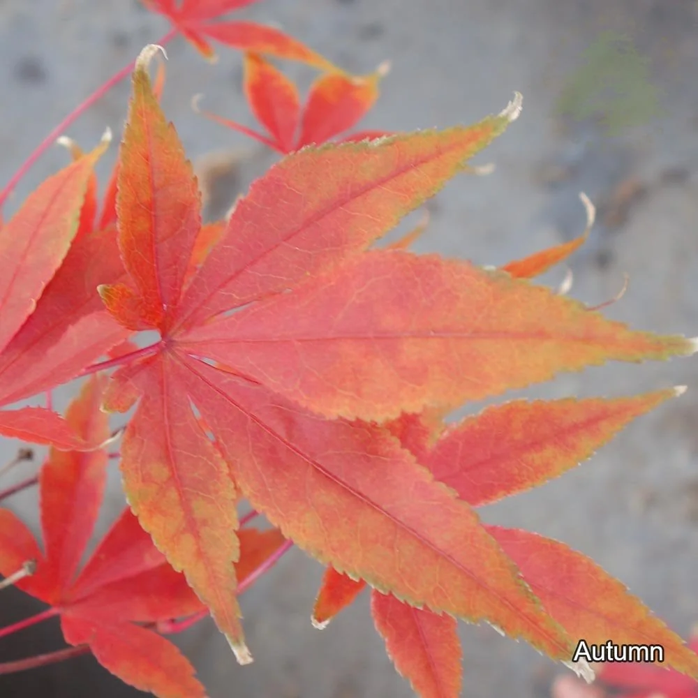 Acer palmatum 'Westonbirt Seedling' Tree - Image 2