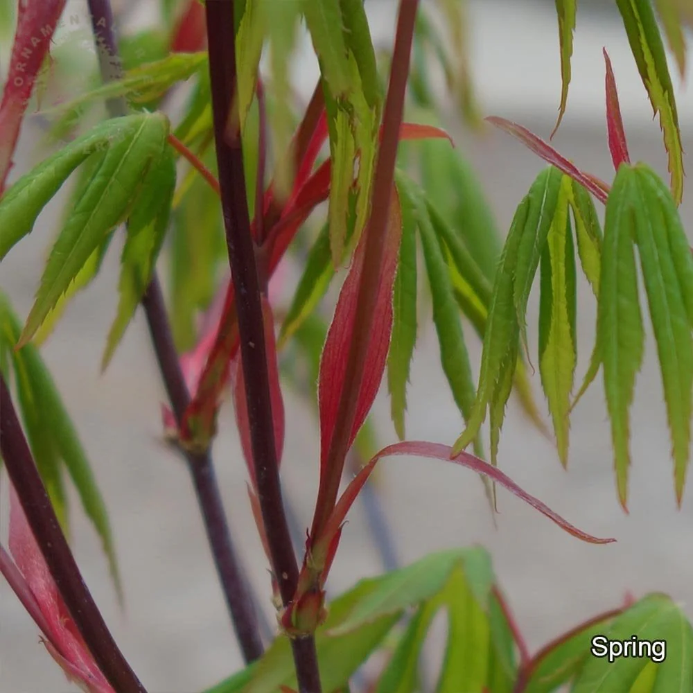 Acer palmatum 'Westonbirt Seedling' Tree - Image 3