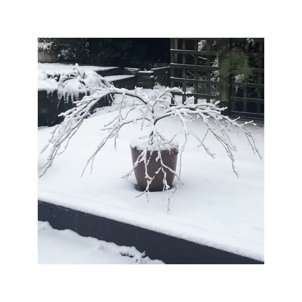 Acer palmatum 'Westonbirt Spreading Star' Tree - Image 4