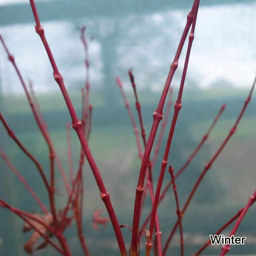 Acer palmatum 'Winter Flame' Tree - Image 3