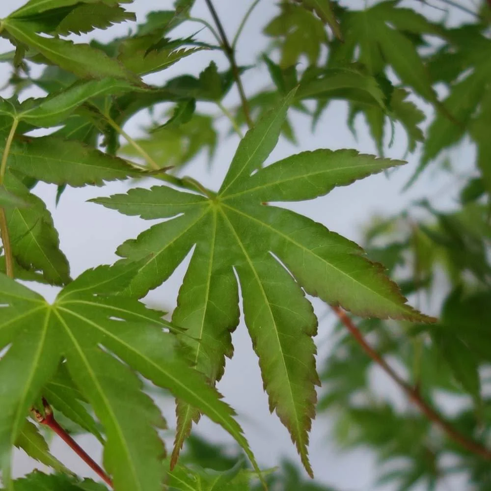 Acer palmatum 'Winter Flame' Tree - Image 4