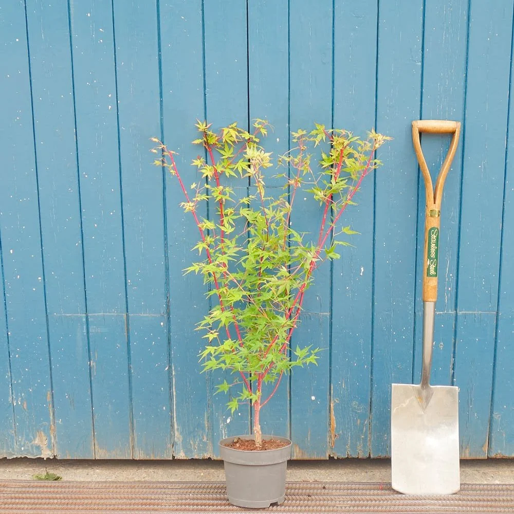 Acer palmatum 'Winter Flame' Tree - Image 5