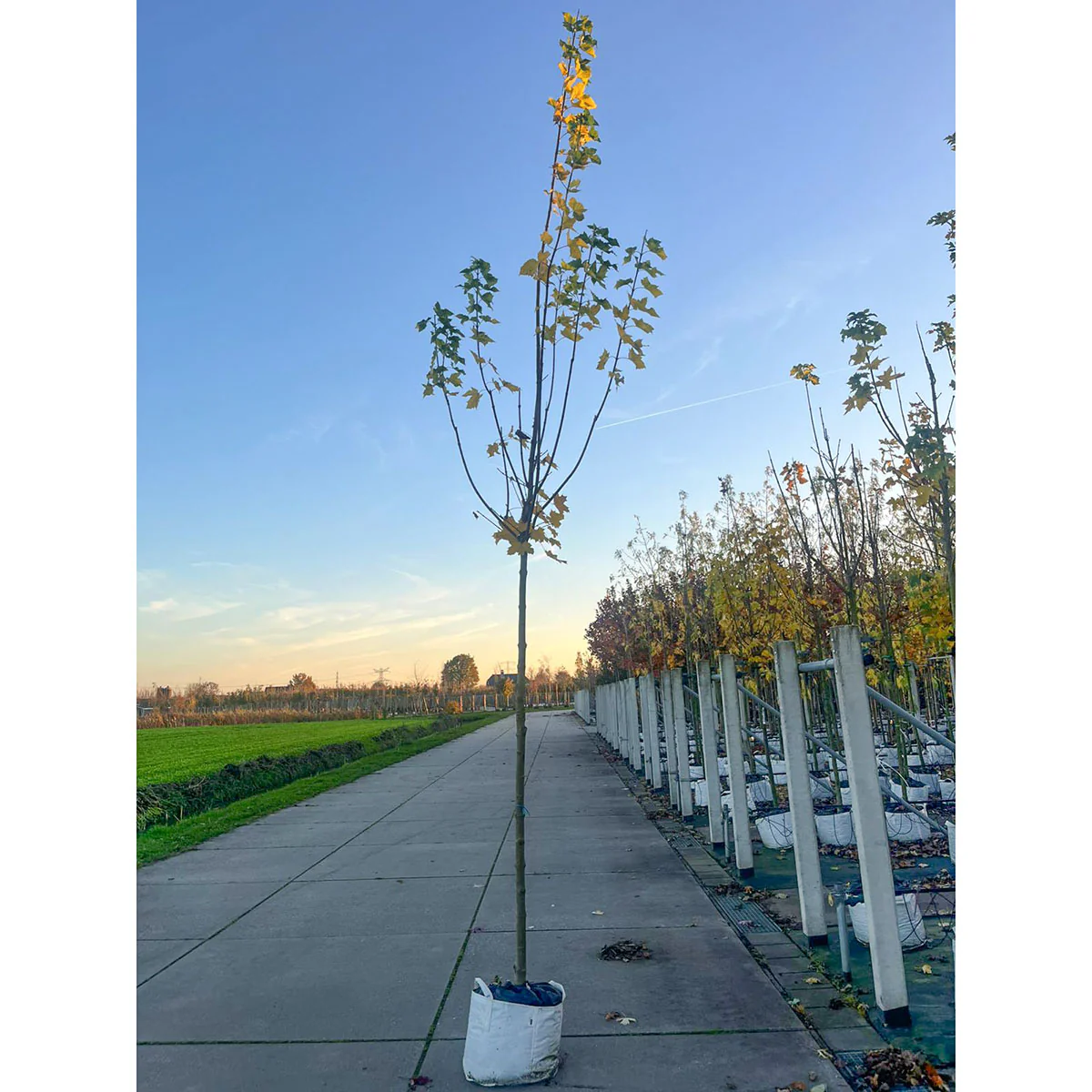 Acer platanoides 'Cleveland' Tree