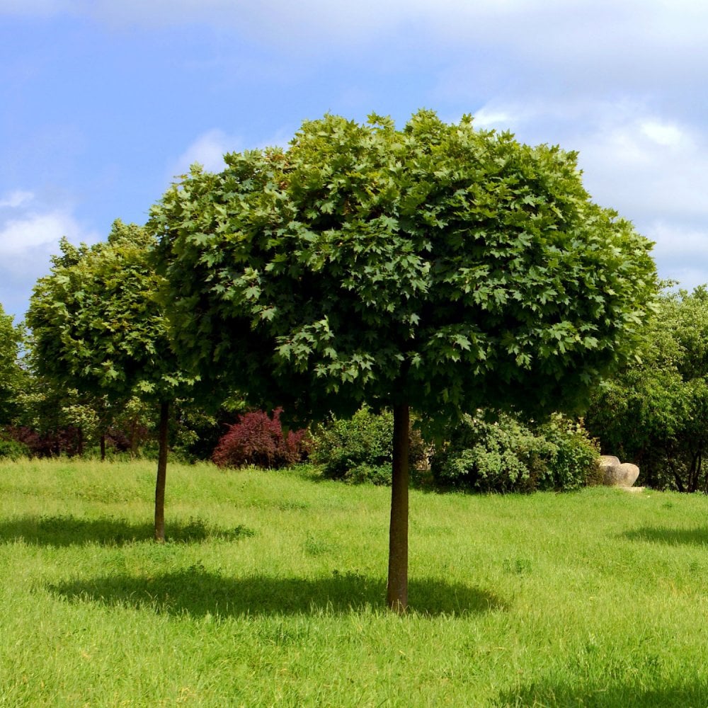 Acer platanoides 'Globosum' Tree