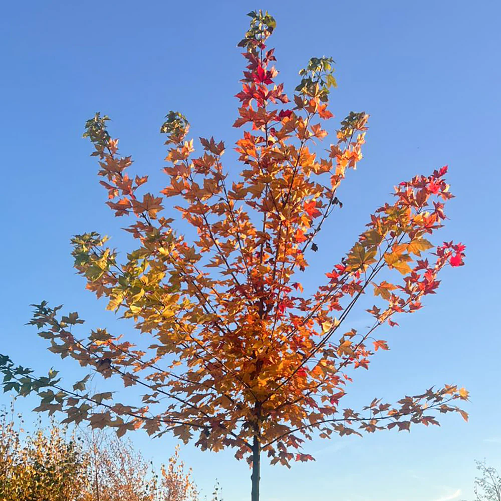 Acer platanoides 'Norwegian Sunset' Tree
