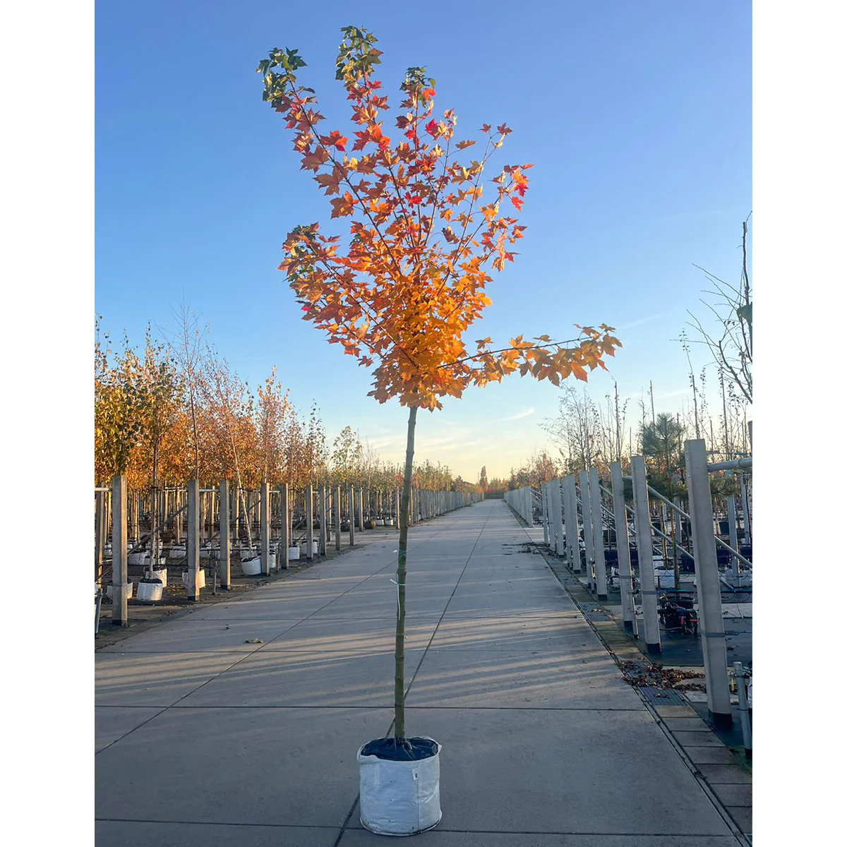 Acer platanoides 'Norwegian Sunset' Tree - Image 2