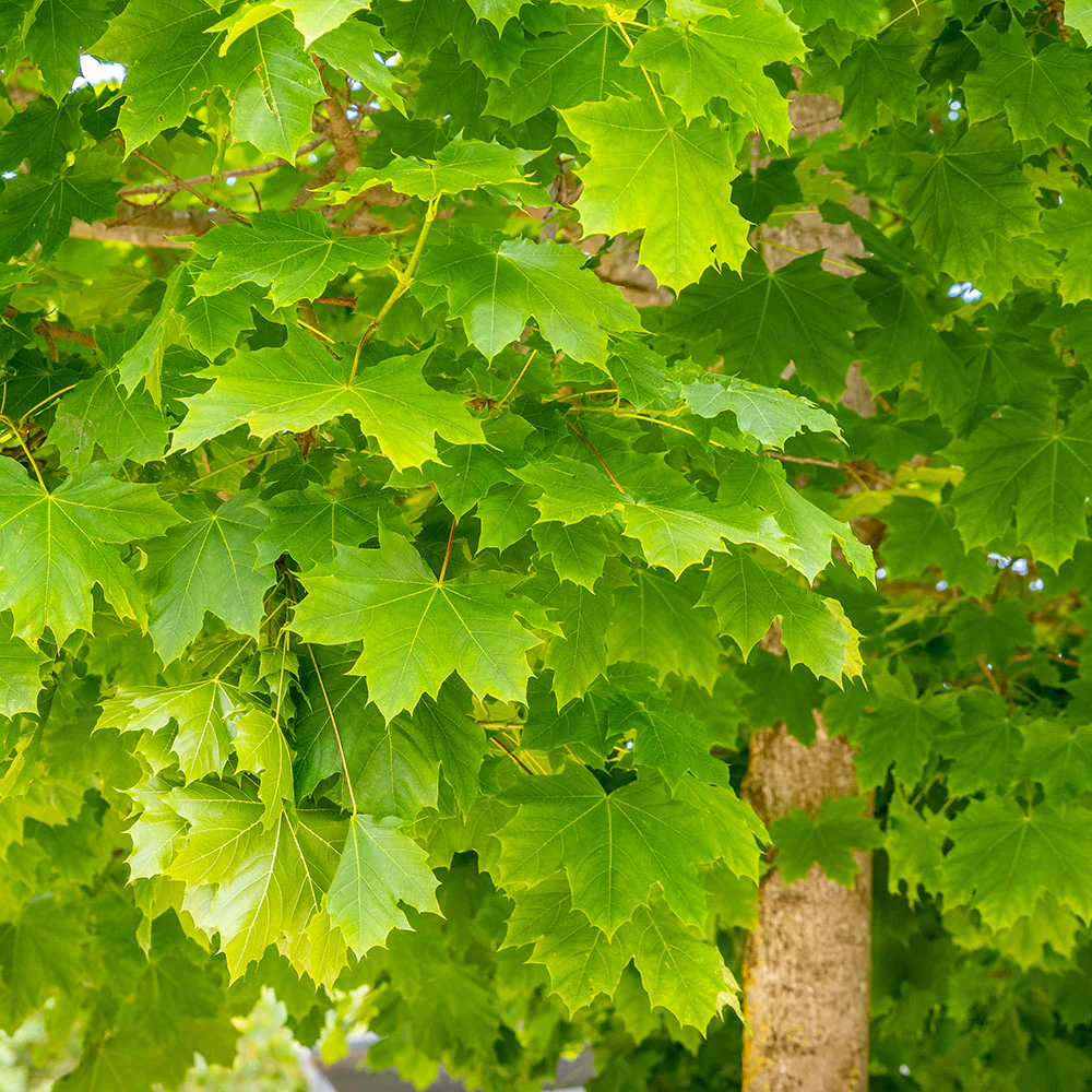 Acer platanoides Tree