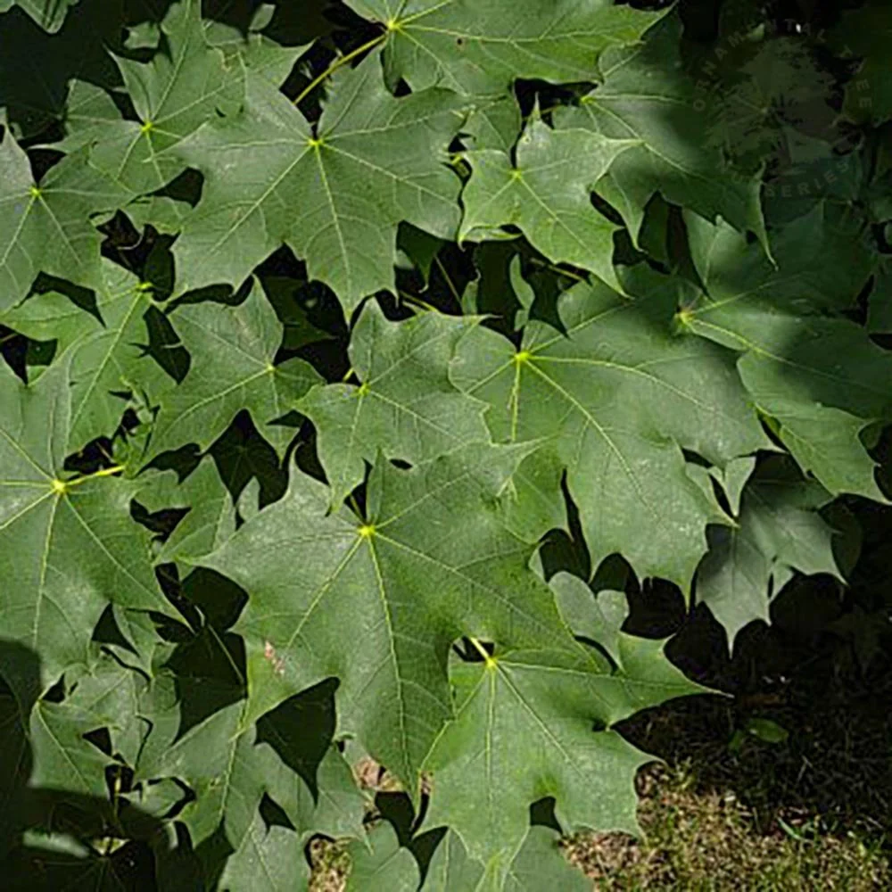 Acer platanoides Tree - Image 2