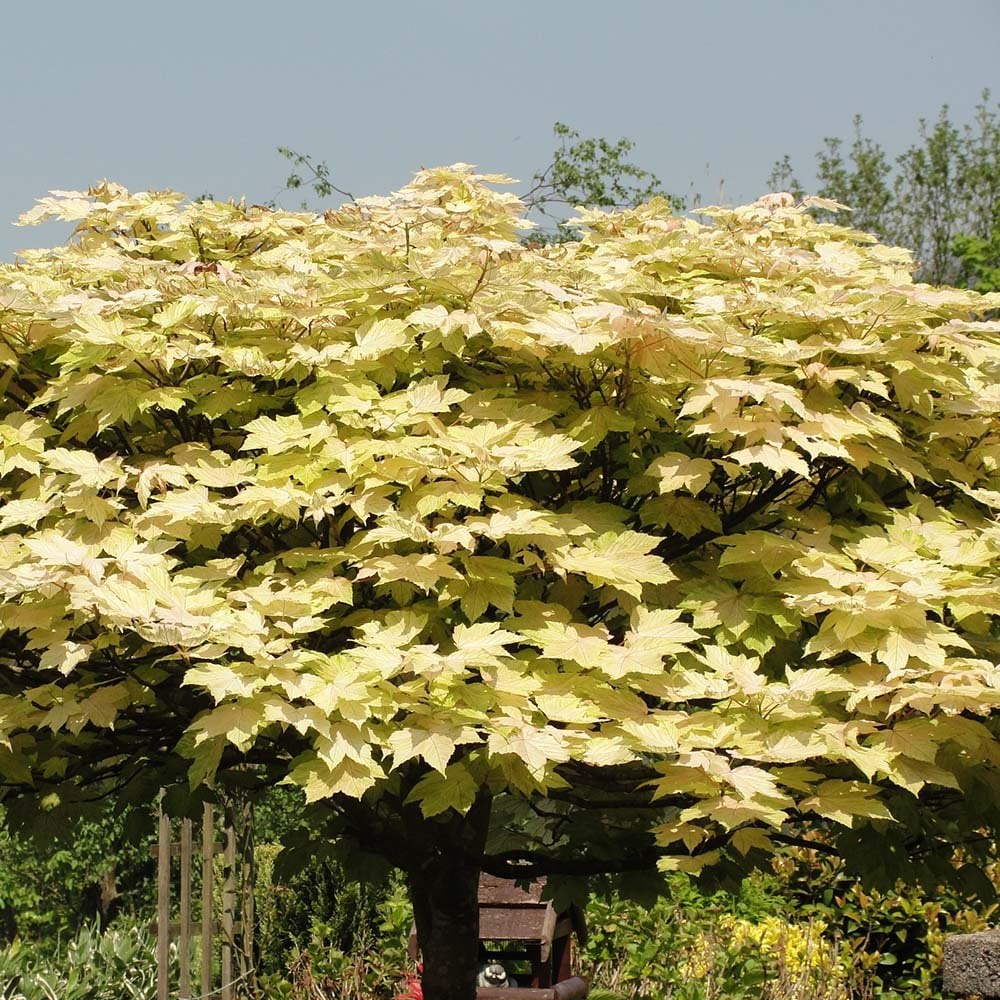 Acer pseudoplatanus 'Brilliantissimum' Tree - Image 2