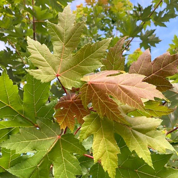 Acer rubrum 'Red Sunset' Tree