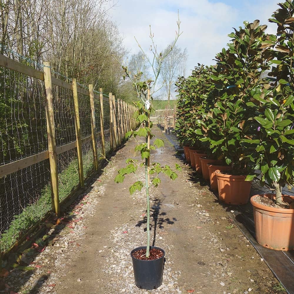 Acer rufinerve Tree - Image 6