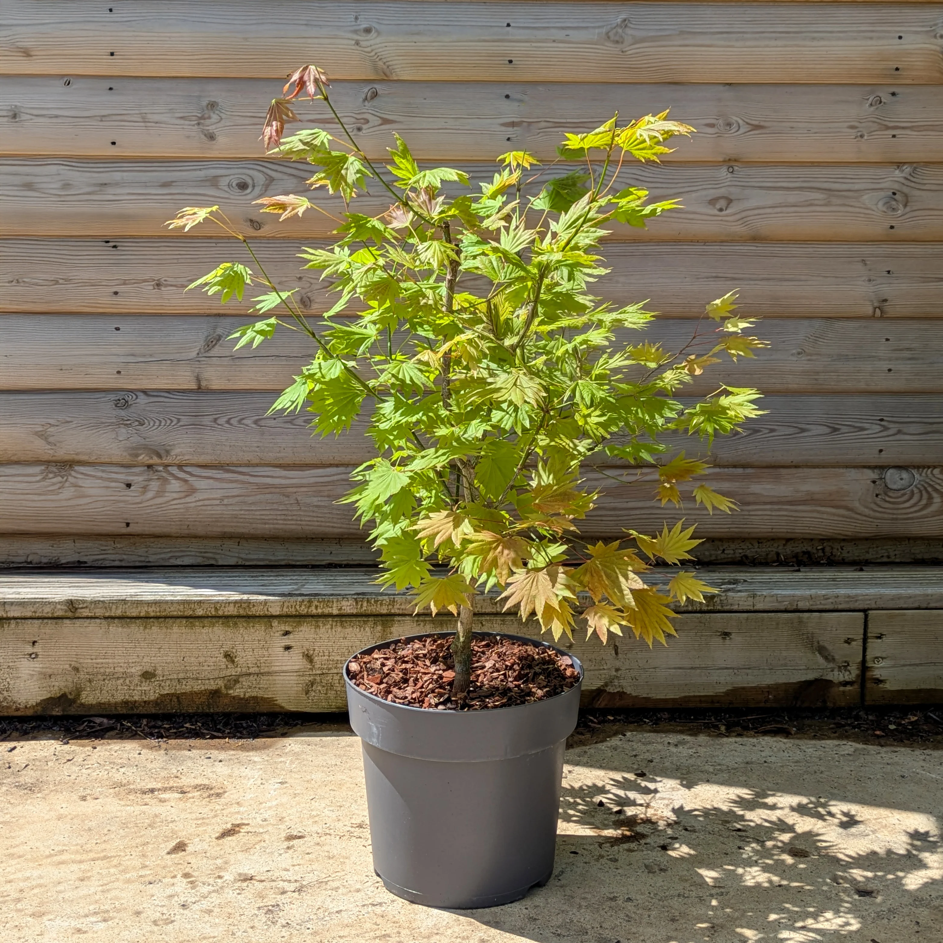 Acer shirasawanum 'Moonrise' Tree - Image 5