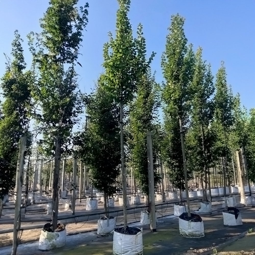 Aesculus hippocastanum Tree - Image 5