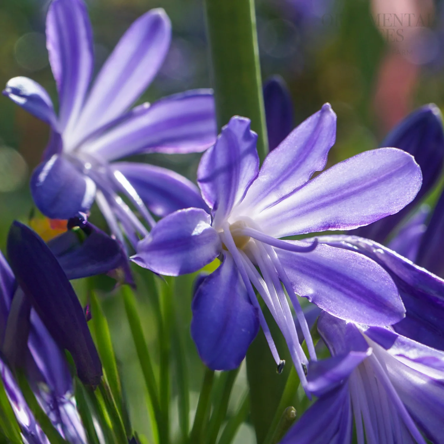 Agapanthus 'Brilliant Blue'