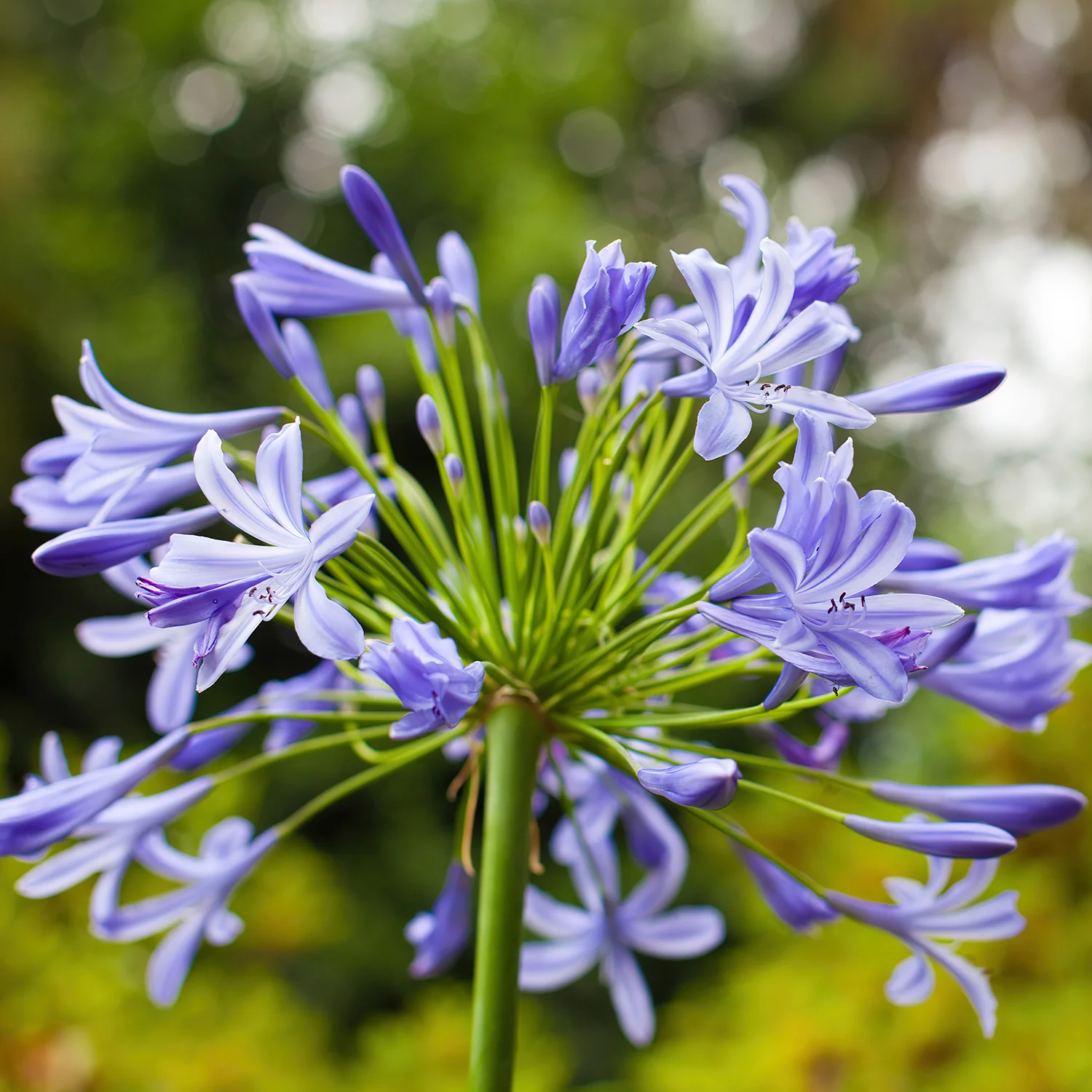 Agapanthus 'Brilliant Blue' - Image 2
