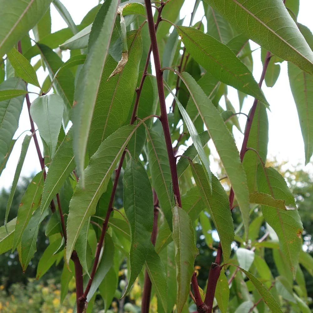 Almond Ingrid Tree - Image 3