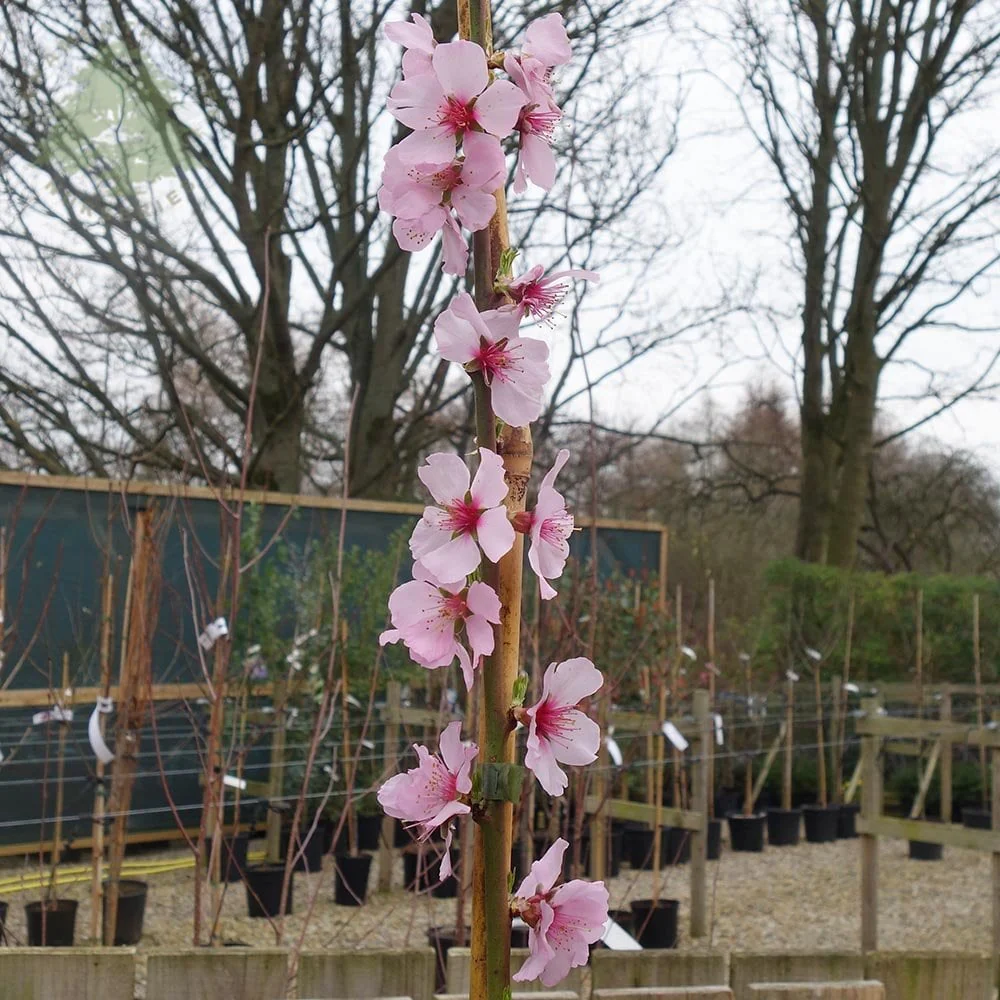 Almond Ingrid Tree - Image 4