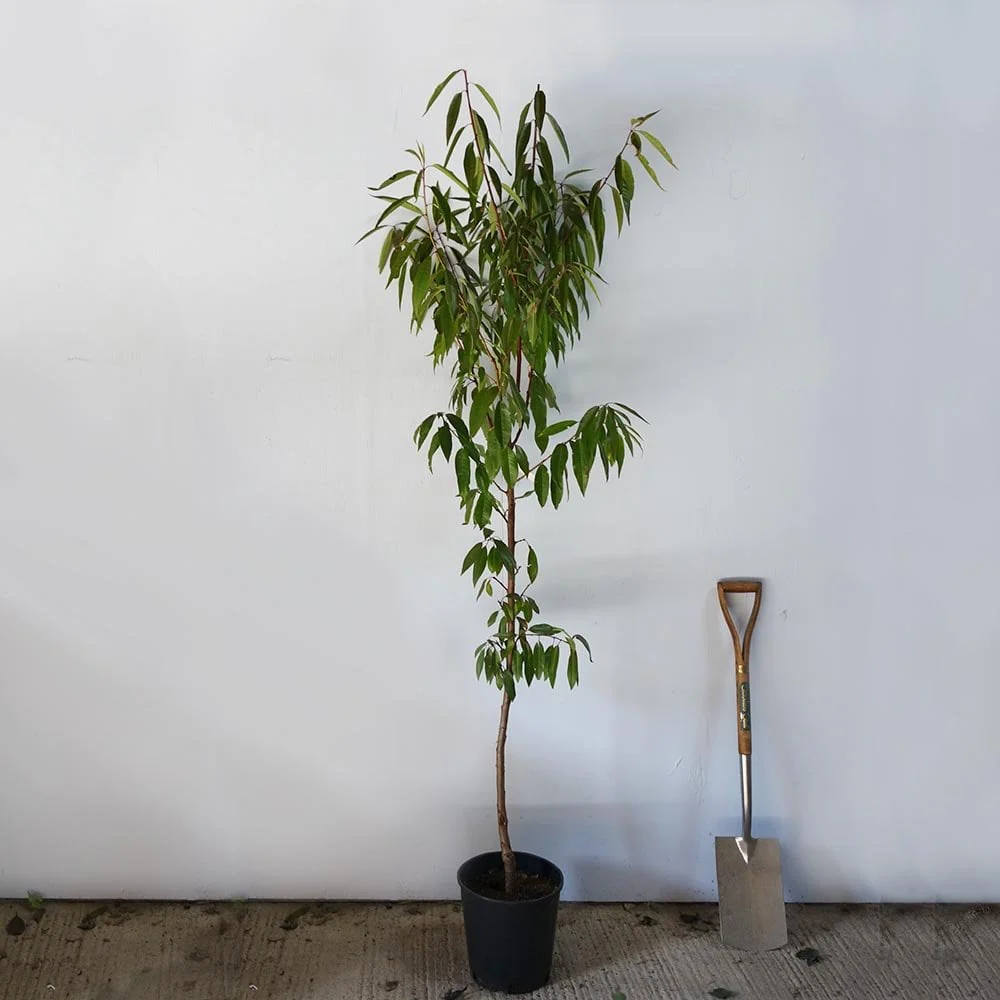 Almond Ingrid Tree - Image 5