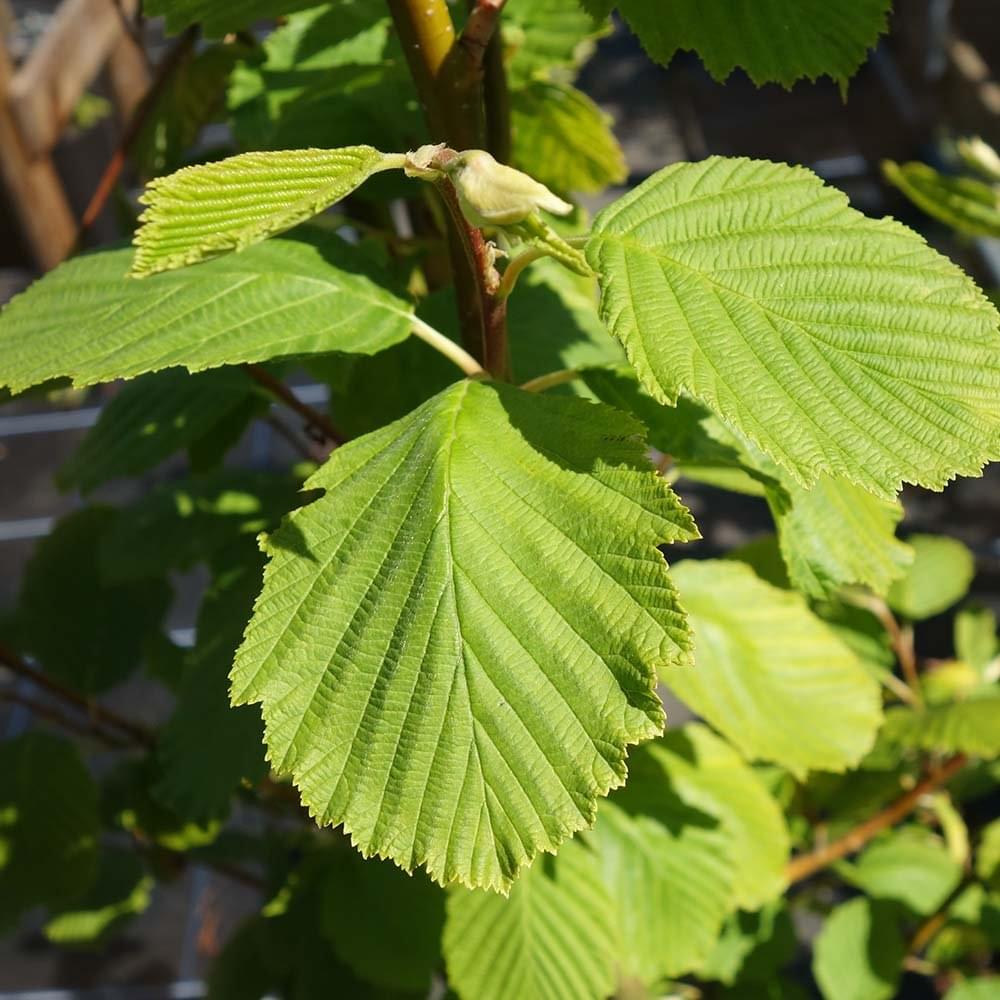 Alnus incana 'Aurea' Tree - Image 3