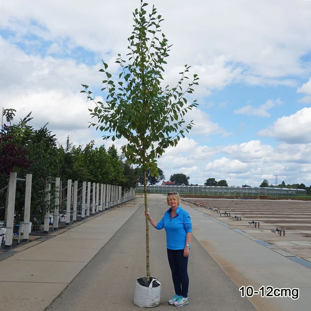 Alnus incana 'Aurea' Tree - Image 4