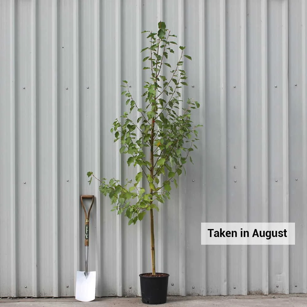 Alnus incana 'Aurea' Tree - Image 5