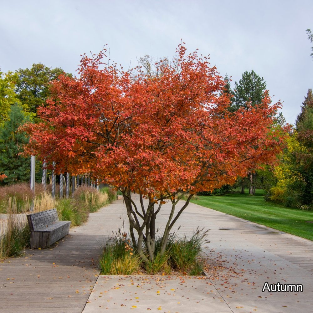Amelanchier lamarckii Tree - Image 2