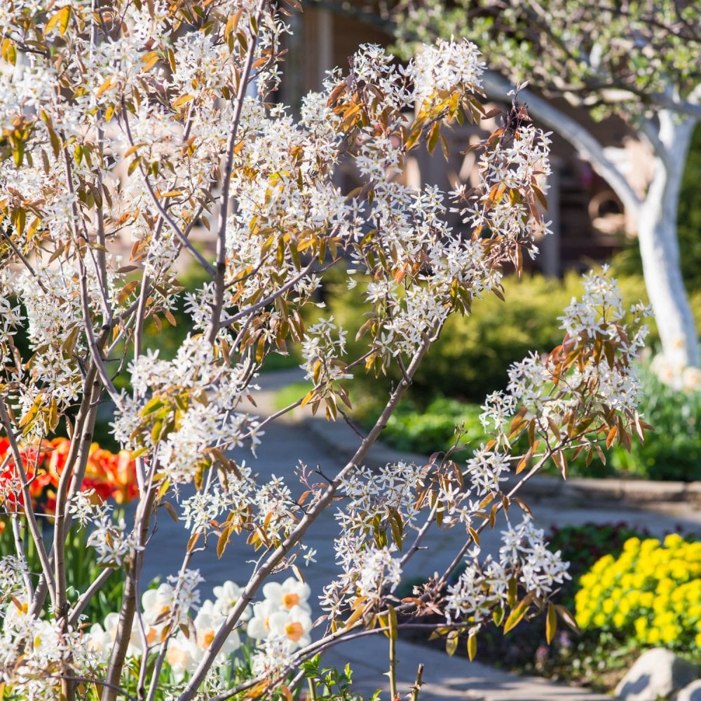 Amelanchier lamarckii Tree - Image 3