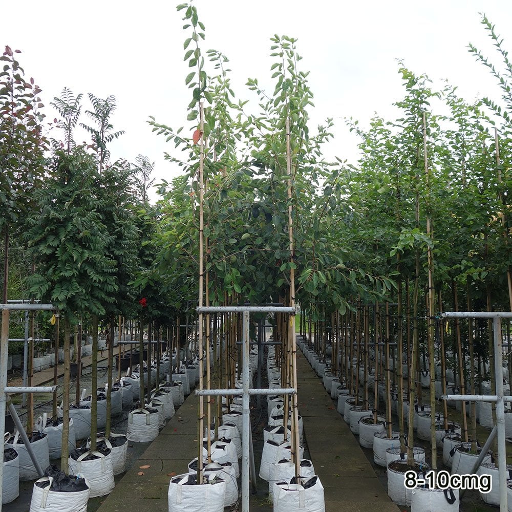 Amelanchier lamarckii Tree - Image 9