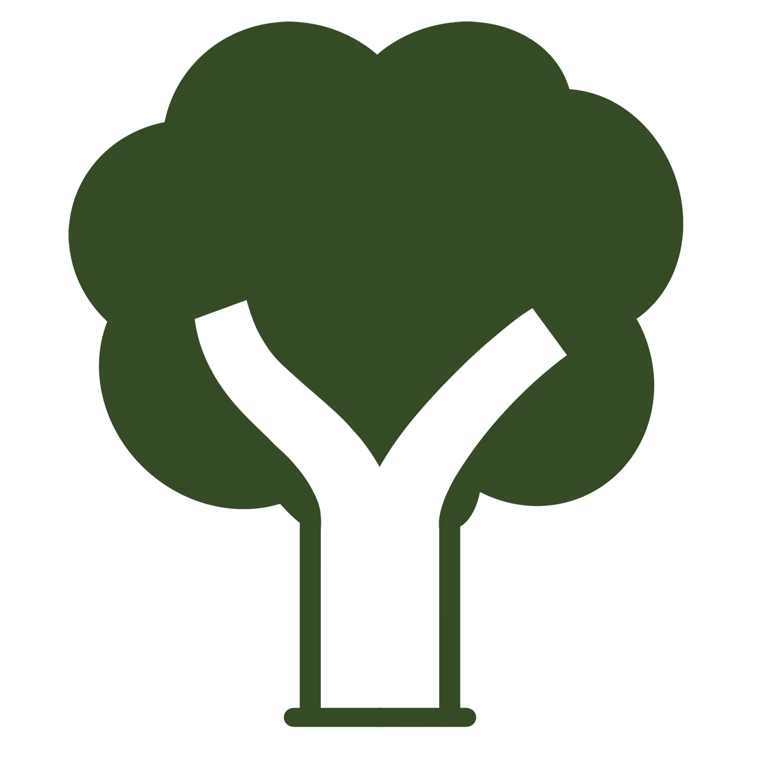 Acer rubrum Tree - Image 3
