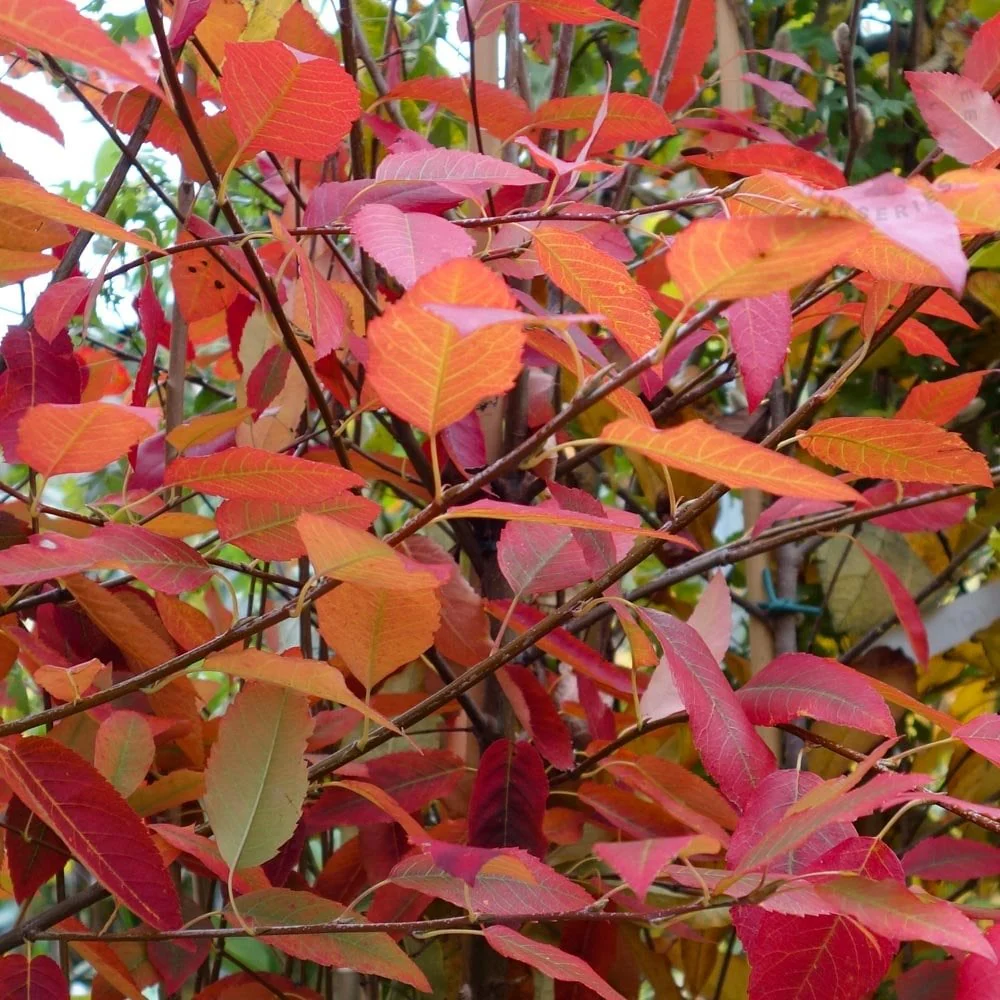 Amelanchier x grandiflora 'Robin Hill' Tree - Image 2