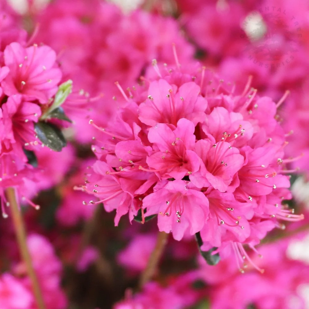 Azalea 'Amoena' Shrub - Image 2