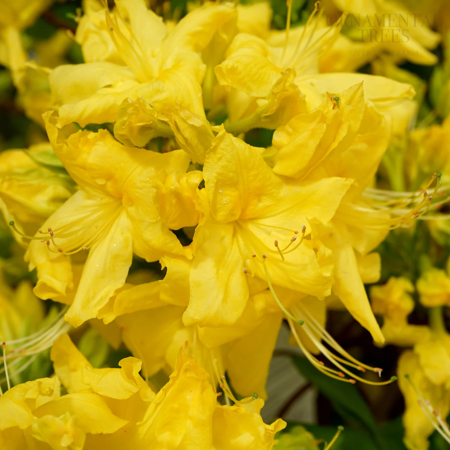 Azalea 'Anneke' Shrub - Image 3