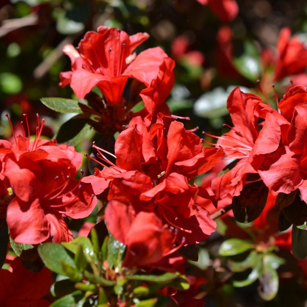 Azalea 'Geisha Red' Shrub