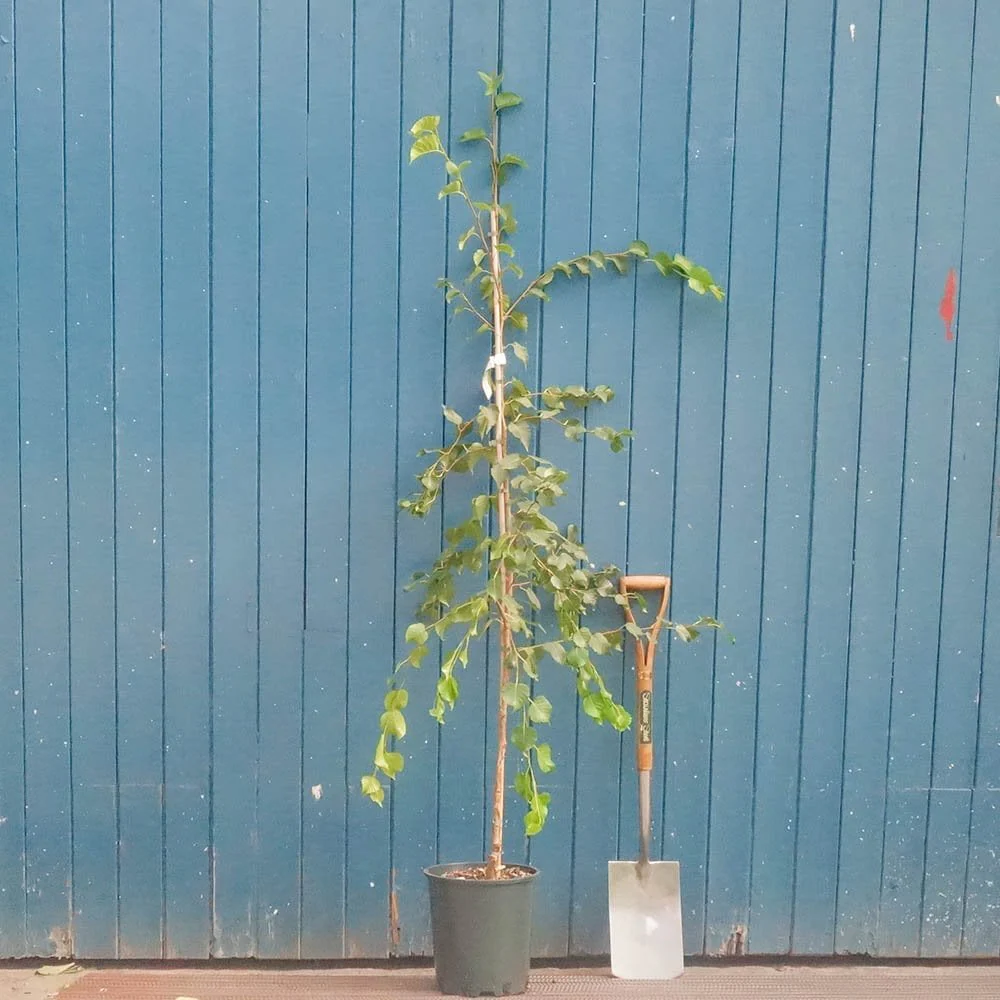 Betula ermanii 'White Chocolate' Tree - Image 2