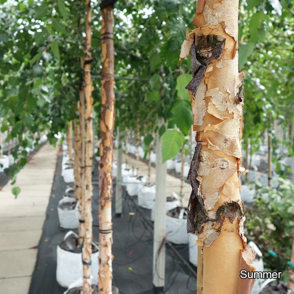 Betula nigra 'Heritage' Tree - Image 2
