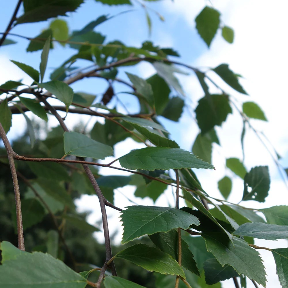 Betula nigra 'Summer Cascade' ® Tree