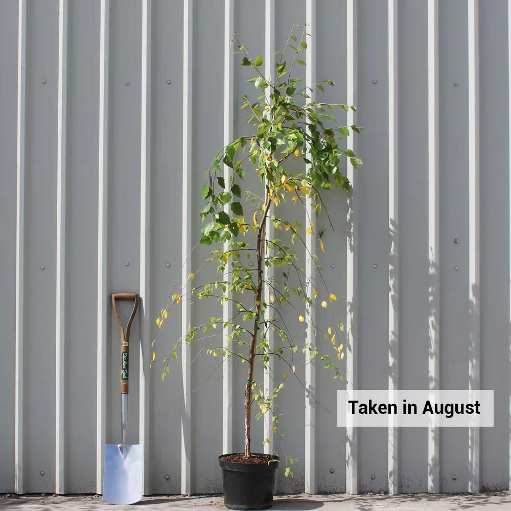 Betula nigra 'Summer Cascade' ® Tree - Image 2
