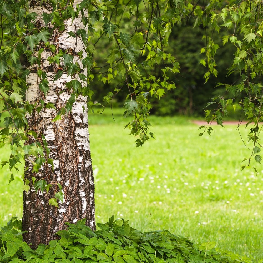 Betula pendula 'Dalecarlica' Tree - Image 2