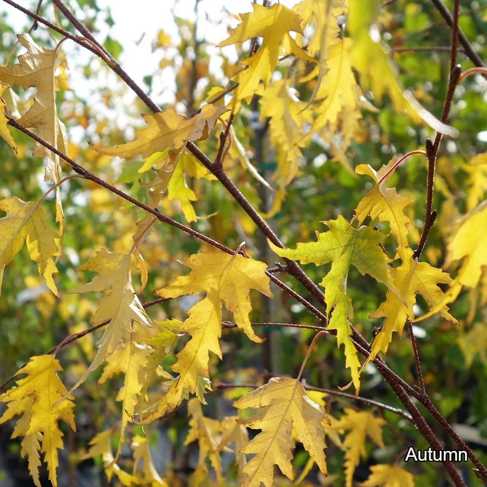 Betula pendula 'Dalecarlica' Tree - Image 3