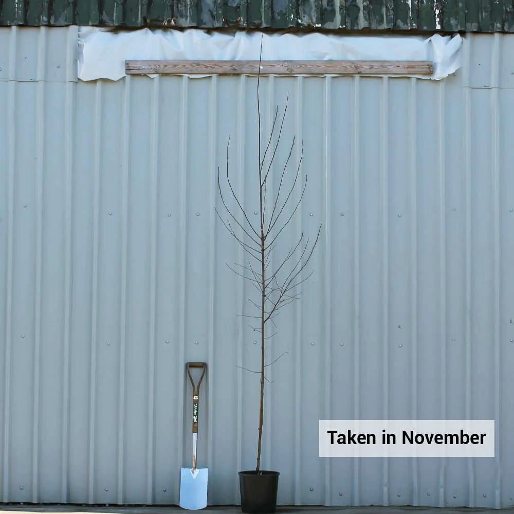 Betula pendula 'Dalecarlica' Tree - Image 4