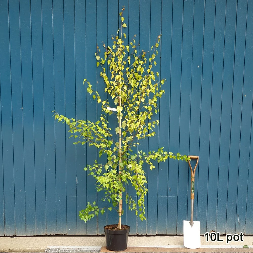 Betula pendula 'Golden Beauty' Tree - Image 3