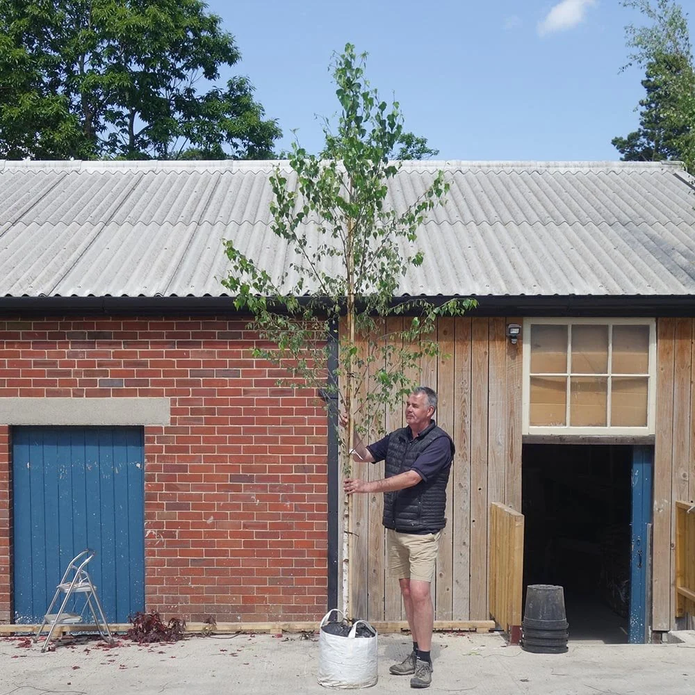 Betula pendula Tree - Image 10