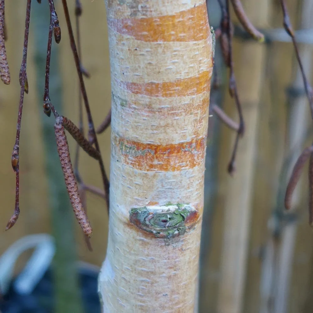Betula pendula 'Youngii' Tree - Image 3