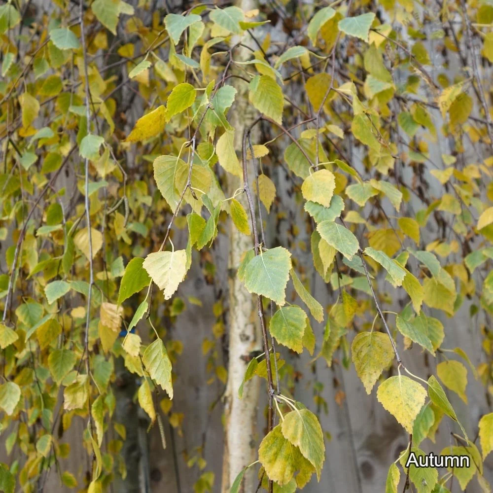 Betula pendula 'Youngii' Tree - Image 4
