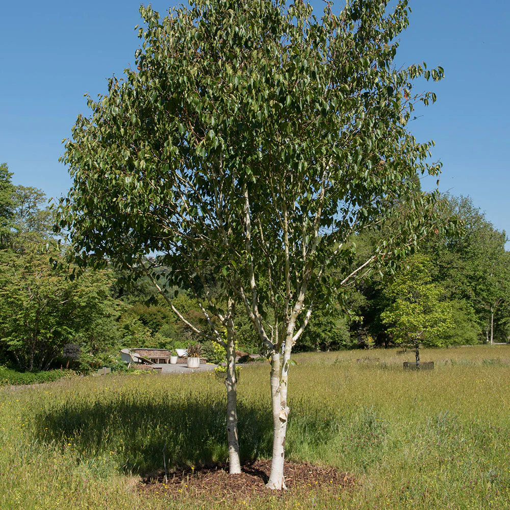 Betula utilis jacquemontii 'Grayswood Ghost' Tree