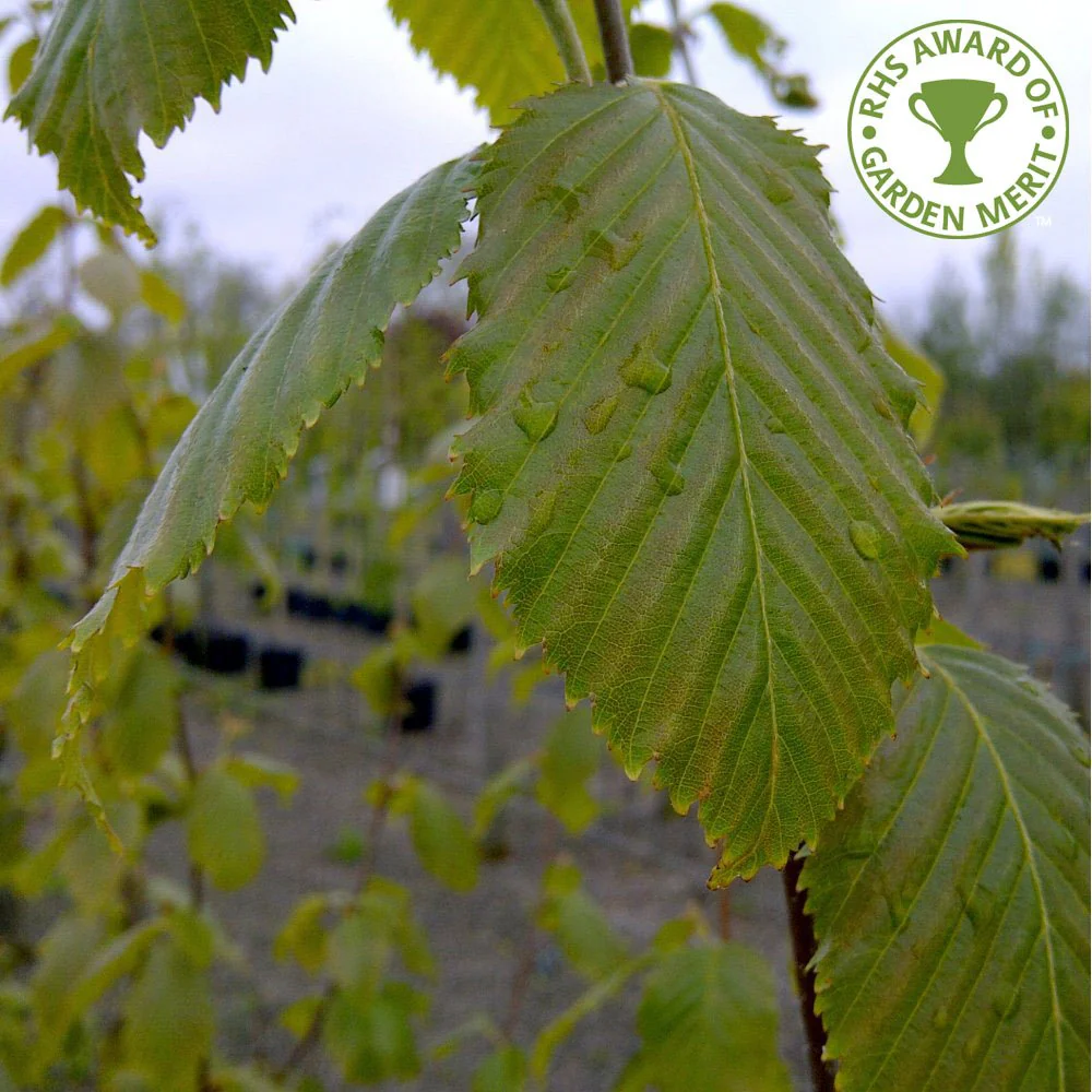 Betula utilis jacquemontii 'Grayswood Ghost' Tree - Image 3