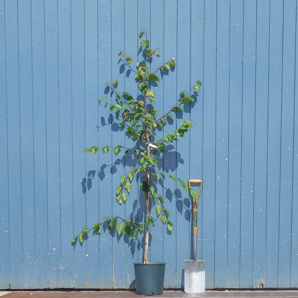 Betula utilis jacquemontii 'Grayswood Ghost' Tree - Image 4