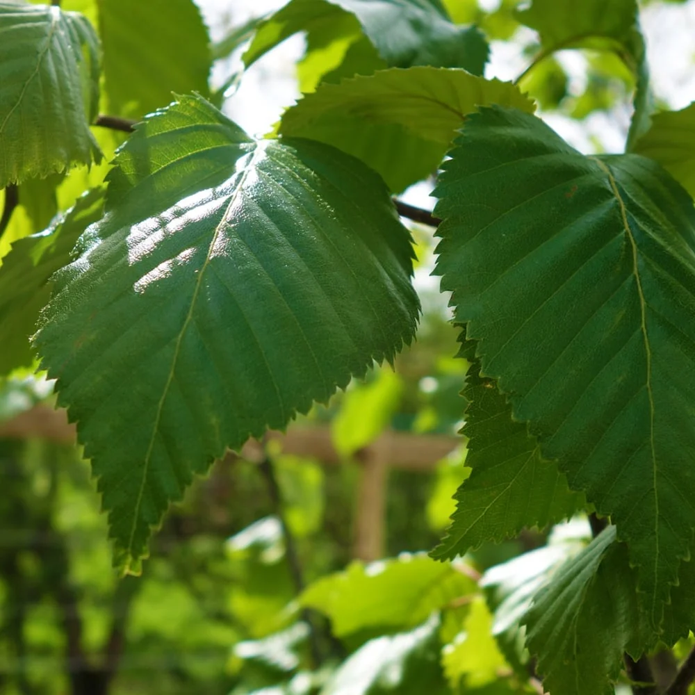 Betula utilis jacquemontii 'Jermyns' Tree - Image 3