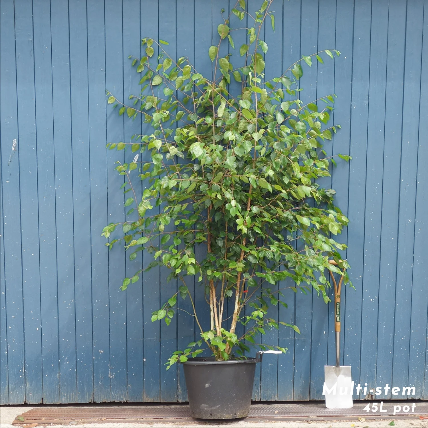 Betula utilis jacquemontii Multi Stem Tree - Image 7